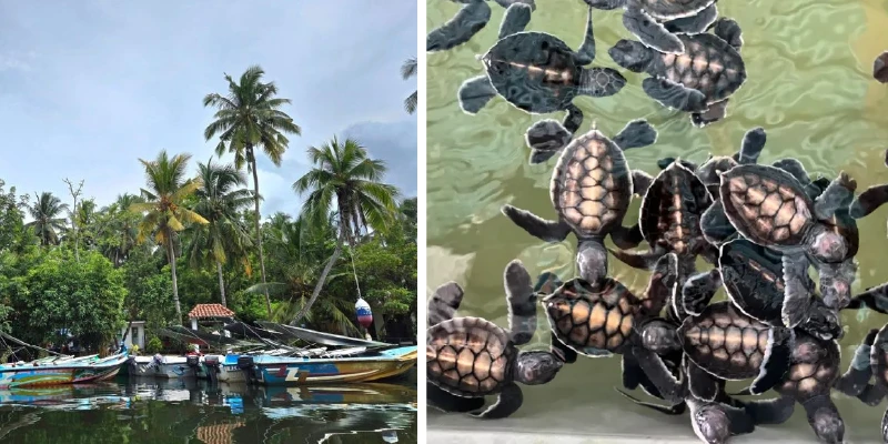 馬渡河遊船 海龜復育中心