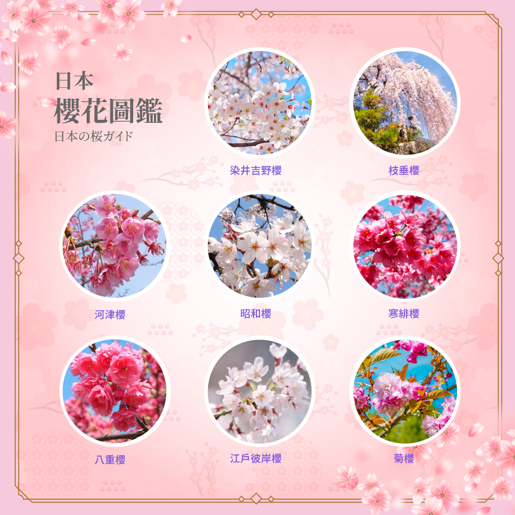 櫻花種類